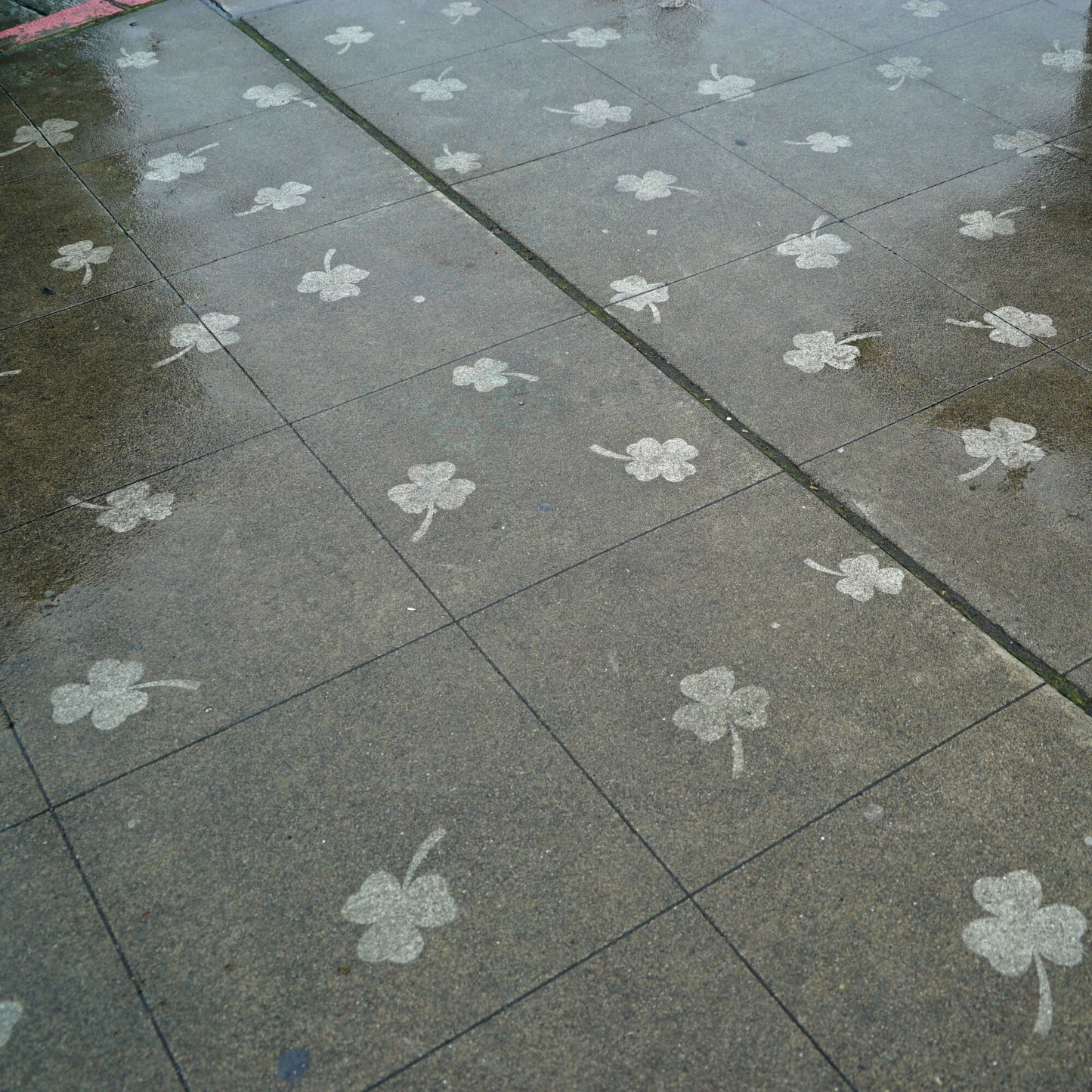 clovers rain t